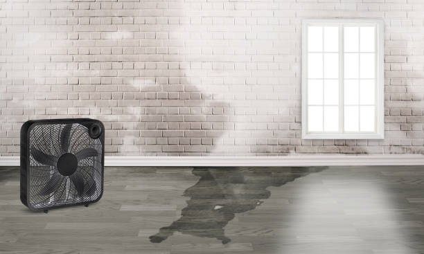 Best Water damage restoration cost  in Cane Savannah, SC